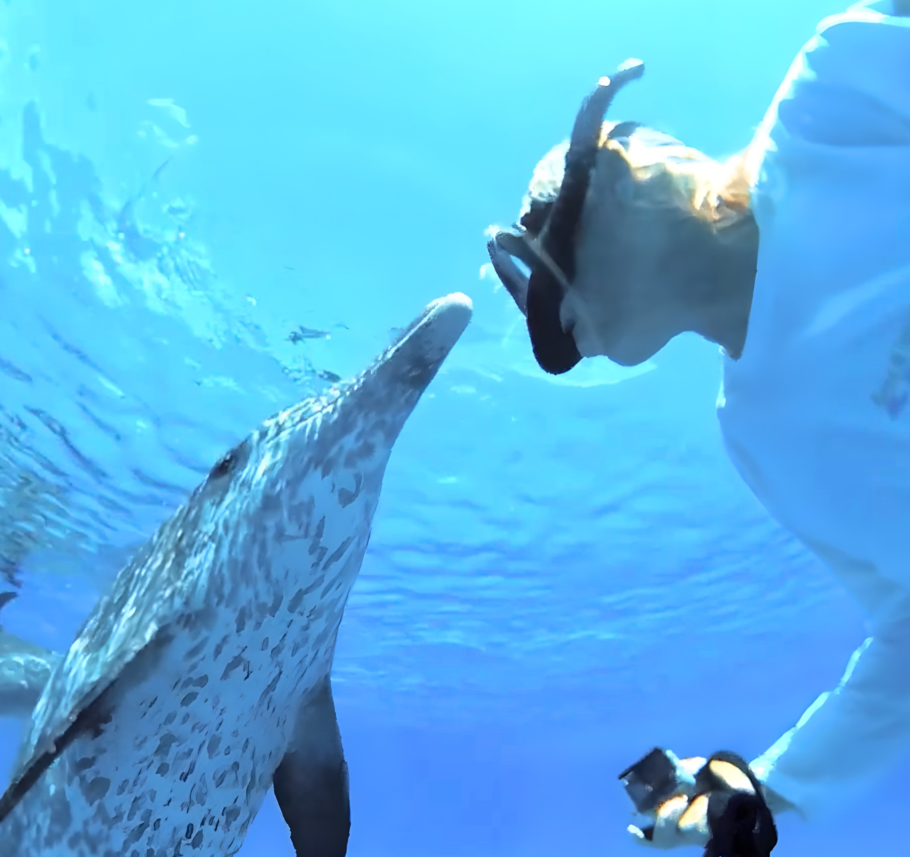 Joe meeting a wild dolphin face to face underwater