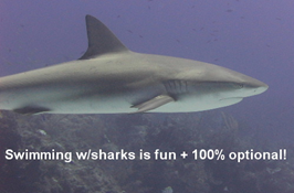 Shark swimming underwater on the Bimini adventure